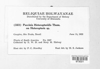Puccinia heteropteridis image